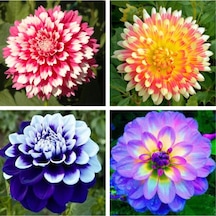 50 Adet Karışık Renk Dahlia Yıldız Çiçeği Tohumu + 10 Adet Hediye Karışık Renk Gül Tohumu