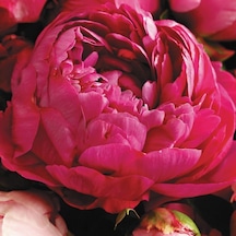 Kırmızı Peonies Festiva Şakayık Çiçeği Yumrusu 1 Adet