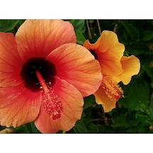 20 Adet Orange Hibiscus Mutabilis Tohumu