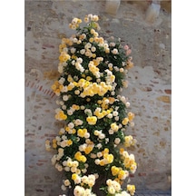 Sarı Sarmaşık Gül Fidanı Kokulu 90 140 Cm 1 Adet Tüplü Aşılı Gül Yellow Rose
