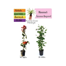 Turuncu Begonvil+kokulu Hanıme Çiçeği+kurdele Çiçeği 3'lü Peyzaj Seti