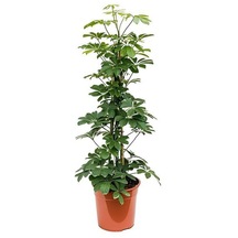 Yeşil Şeflera 2'li Dikim 40-60cm-yeşil Benjamin-kauçuk 2'li Salon Ofis Çiçek Seti