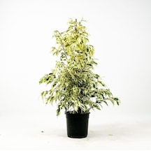 Dolgun Formlu Benjamin Starlight Bitkisi Alaca Yapraklı 1 Adet 60-80cm