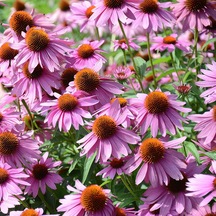 EKİNEZYA FİDESİ 5 ADET - KONİ ÇİÇEĞİ Echinacea Purpurea
