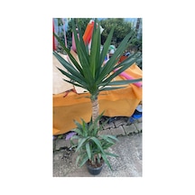 3'lü Yucca Saksı Çiçeği