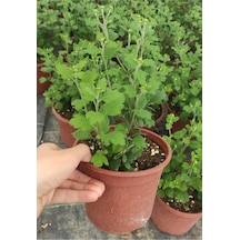 Açık Mor Kasımpatı Çiçeği Saksıda 10-20 Cm