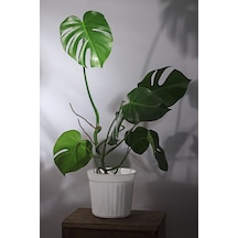 Monstera Deliciosa - Deve Tabanı Canlı Salon Bitkisi - 80 - 100 Cm