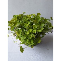 Dichondra Repens Soğuğa Dayanıklı Fare Kulağı Bitkisi Saksılı 10-15cm