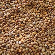 Roka Tohumu 1 KG 1000 GR