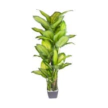 Yapay Deve Tabanı Bitkisi Monstera Ağacı , Saksıda, Yeşil - 18 Yapraklı, 70 Cm Çok Renkli