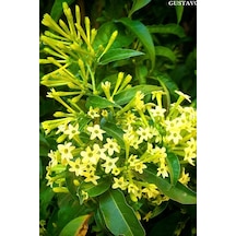 Gece Sefası Melisa Limon Çiçeği 1 Adet Saksılı/ Tüplü 30-60cm Bahçe Bitkisi Cestrum Parqui