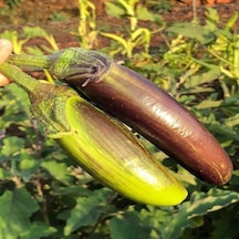 Bangladeshi Long Patlıcan Tohumu 15 Tohum 1 Paket