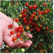 30 Adet Tohum Nadir İthal Cherry Minik Bezelye Domates Toh