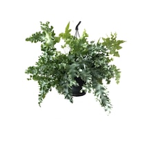 Phlebodium Aureum 'Davana' Ø17 CM Y40-45 CM