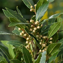 Tüplü Aromatik Defne (Laurus Nobilis) Fidanı (60-100 cm)