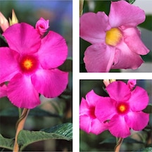 Videolu 3'lü Pembe Renk Mandevilla Sarmaşığı Çiçeği 40-60 Cm Tüplü Çiçekli Bodur Bitkiler
