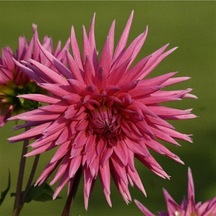 Purple Çiçekli Galaxie Dahlia Yıldız Çiçeği Yumrusu 1 Adet