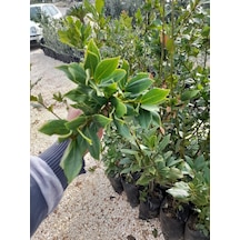 Defne Agacı Fidanı Boy 1m Teynel