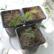 Küstüm Çiçegi Küçük Saksıda 3 Adet 10-20 Cm