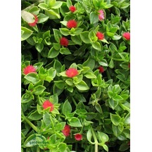 Yayılıcı Pembe Buz Çiçeği 5 Adet Saksılı 10-20cm Delosperma Diğer
