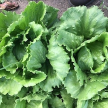 Geleneksel Ata Tohumları Soğuğa Dayanıklı Salinas Marul Tohumu 800 Tohum