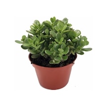 Crassula Ovata, Para Çiçeği, Şans Agaçı Jumbo Bpy