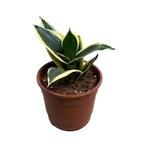 Sansevieria 'yellow Stripe' Paşa Kılıcı Ø12 Cm H15-20 Cm
