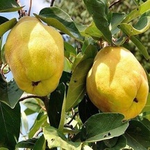 7 Yaş Aşılı Eşme Ayva Fidanı . Saksıda