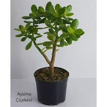 Bonsai Crassula Ovata Para Ağacı Yeşim 10cm Saksıda