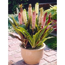 Eucomis Comosa Ananas Sonbahar Zambağı Çiçeği Soğanı 1 Adet