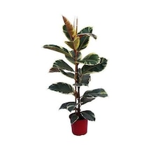 Alacalı Kauçuk Çiçeği Fidanı 80cm-100cm İç/ Dış Mekan Bitkisi