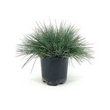 Mavi Çim 1 Adet Saksılı 10-20cm +altuni Taflan 20-40cm 1 Adet Bahçe Seti