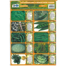fotoğraflarla sebzelerin tanımı Seti Sticker Çıkartmalı