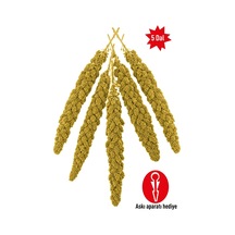 Dal Darı Açık Paket 5 Dal