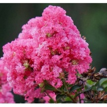 Serada Decor Plant Pembe Oya Ağacı Fıdanı 60 Cm Saksılı
