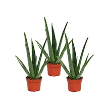 Aloe Vera Bitkisi 3'lü Ekonomik Paket