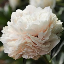 Beyaz Şakayık Çiçeği Yumrusu White Peony 1 Adet