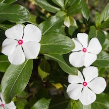 Vinca Bright Eyes Rozet Çiçeği Tohumu 20 Tohum