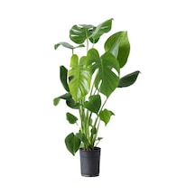 Videolu Deve Tabanı Bitkisi 1 Adet Saksılı 70-100cm Iç Mekan Salon Ofis Bitkisi Monstera Deliciosa