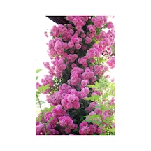 Pembe Sarmaşık Gül