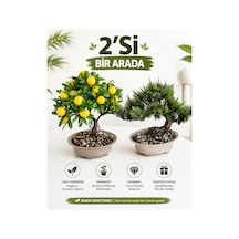 2'li Yapay Bonsai Ağaç Seti Yapay Limon Ağacı + Yapay Çam Bonsai Yeşil Yeşil