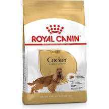 Royal Canin Cocker Spaniel Yetişkin Köpek Maması 3 KG