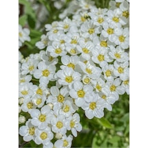 Beyaz Ispirya Çiçeği Fidan 3 Adet Saksılı/ Tüplü 50-70 Cm Bahçe Bitkisi Spirea