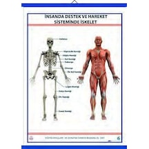 Destek ve Hareket Sistemi İskelet Levhası
