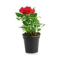 Videolu Yediveren Kırmızı Renkli Yoğun Kokulu 50 70 Cm 1 Adet Saksılı Aşılı Gül Red Rose