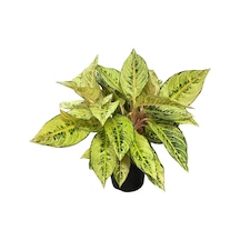 Aglaonema 'chartreuse Pretty' Çin Herdemyeşili