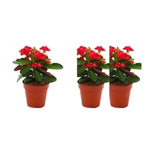 Videolu 3'lü Kırmızı Dikenler Tacı Çiçeği Seti 10-15 Cm Tüplü Çiçekli Bodur Bitkiler Euphorbia Milli