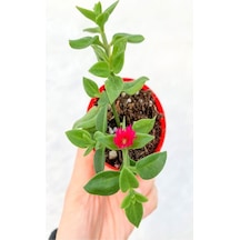 Videolu Buz Çiçeği Mezar Yer Örtücü Bitki 25 Adet Tüplü Sarılıcı Yaz Kış Yeşil Delosperma