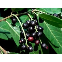 TÜPLÜ KARAYEMİŞ (Prunus Laurocerasus) FİDANI 120-150 CM
