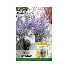 Kedi Nanesi Çiçek Tohumu, 100 Adet, Kediler İçin Eğlenceli